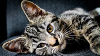 kočka leží cat-1853372 1280
